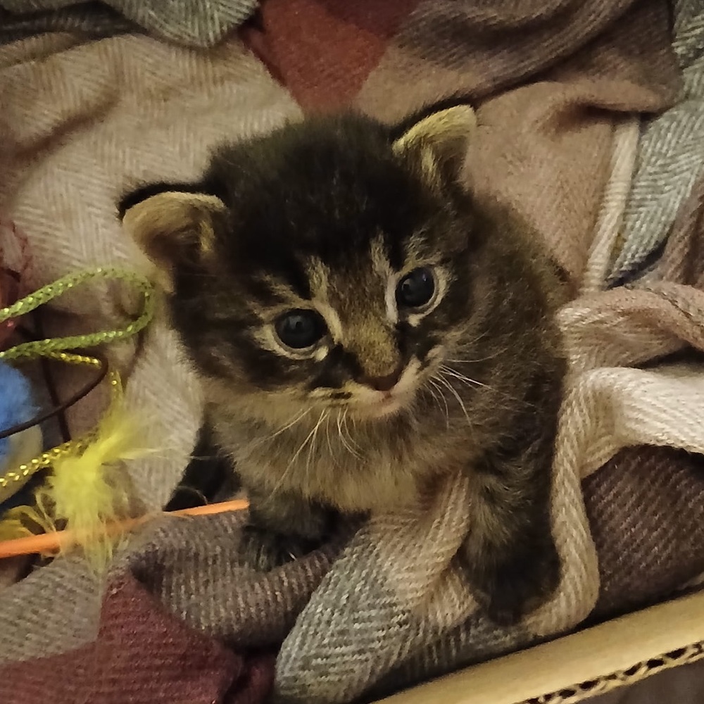 Meet your Posher, Desert